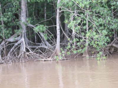 Mangroves along the river