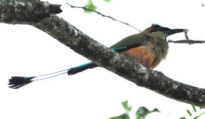 Turquoise-browed Motmot