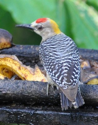 Hoffmann's Woodpecker at a feeder at Cerro Lodge, Puntarenas Province, Costa Rica
