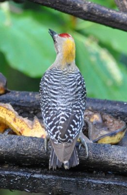 Hoffmann's Woodpecker