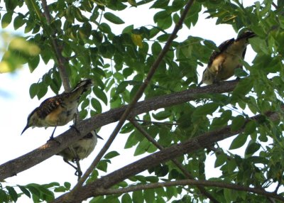 Rufous-naped Wrens