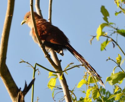 Squirrel Cuckoo