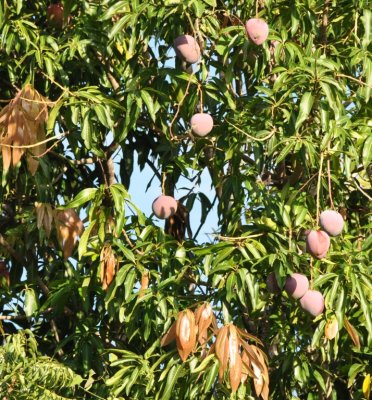 Red mangoes on the tree
