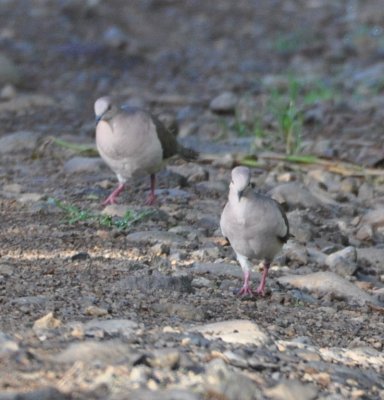 White-tipped Doves