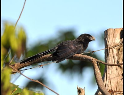 Groove-billed Ani