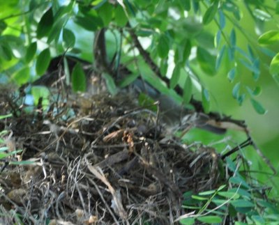 Rose-throated Becard at nest