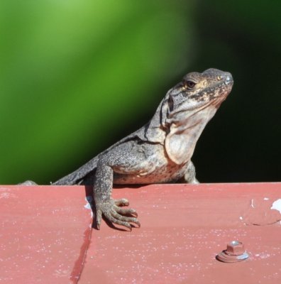 Lizard on roof of one of the cottages at Cerro Lodge