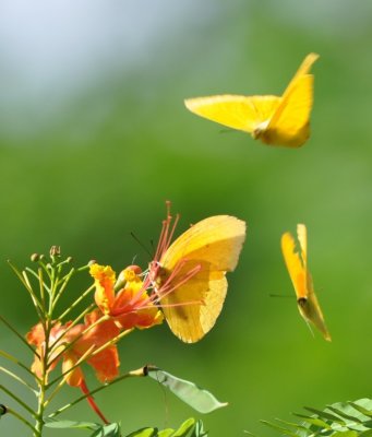 Three butterflies