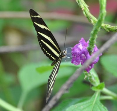 'Zebra' butterfly near the entrance of Carara National Park