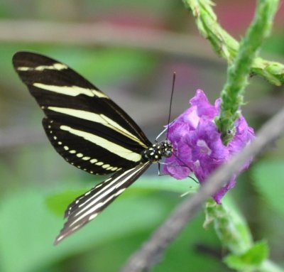 Zebra butterfly