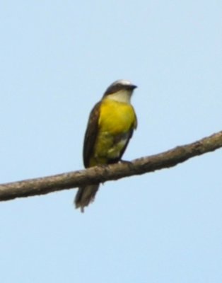 Gray-capped Flycatcher