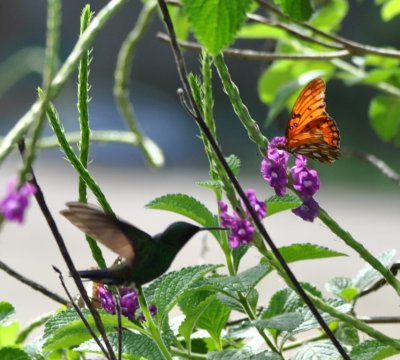 Steely-vented Hummingbird and Fritillary butterfly on Jamaican verbena