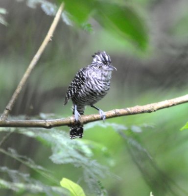 Male Barred Antshrike