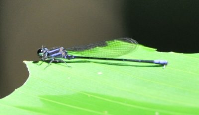 Damselfly