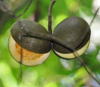 Horse Chestnuts