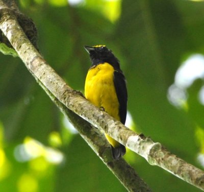 Spot-crowned Euphonia