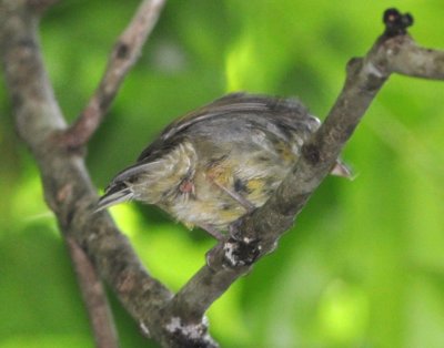 Female Red-capped Manakin