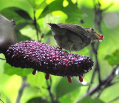 Female Red-capped Manakin eating some kind of juicy fruit