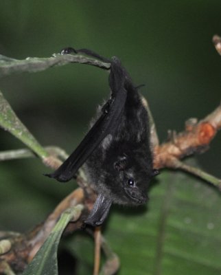 White-lined Bat