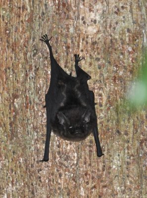 White-lined Bat
