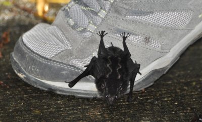 One of the White-lined Bats flapped around awkwardly and landed on Mary's shoe. Eric told Mary to lift up her foot, so the bat could take off with a little altitude. She did and it did.