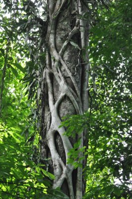 Strangler Fig enclosing a tree