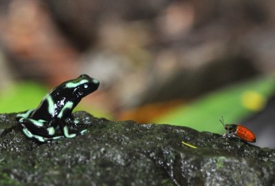 Poison Dart Frog facing off with a beetle