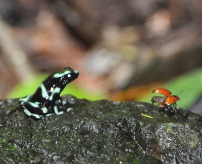 Beetle decides to leave Poison Dart Frog