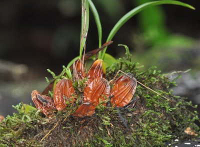 Curious plant