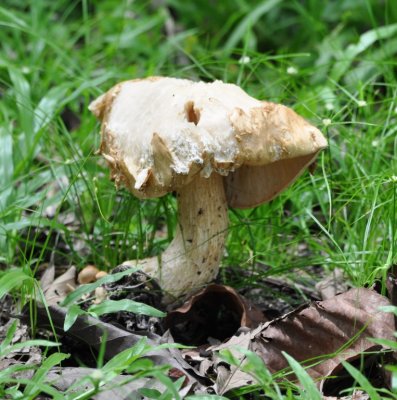 Toadstool--there seemed to be an endless variety of fungi