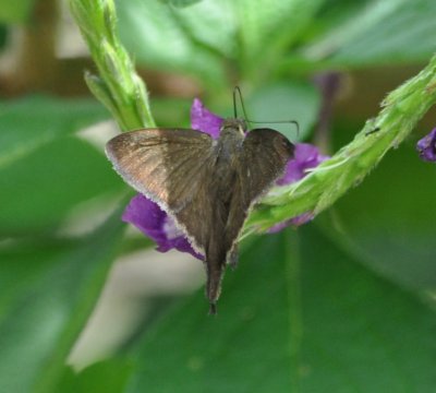 Long-tailed Butterfly