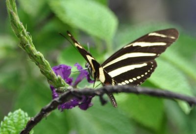 Zebra butterfly