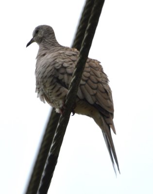 Inca Dove on a wire above the road