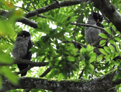 Esteban found two Black-and-white Owls