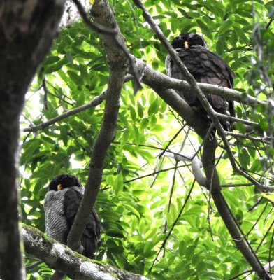 Two Black-and-white Owls in Tárcoles, Puntarenas Province, Costa Rica