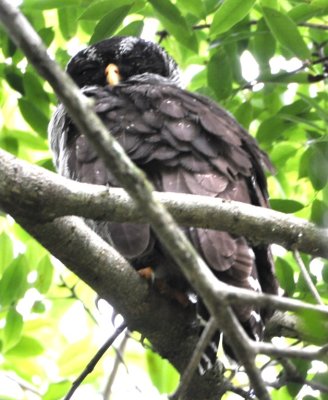 Black-and-white Owl