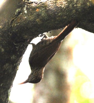 Cocoa Woodcreeper