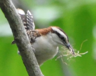 Rufous-naped Wren with nesting material