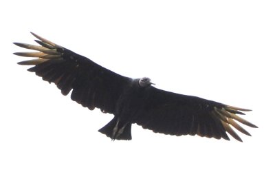 Black Vulture flying over the shore