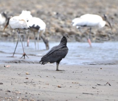 Black Vulture and Wood Storks