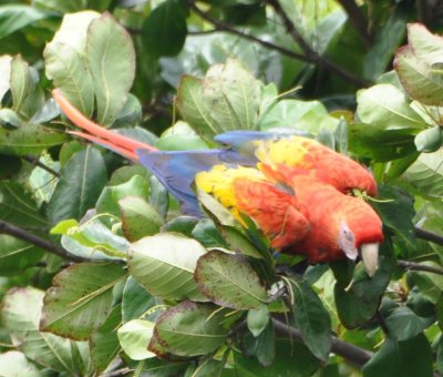 Scarlet Macaw looking for almonds near the beach