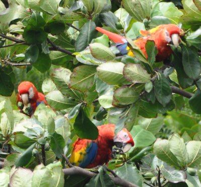 Three Scarlet Macaws eating beach almonds