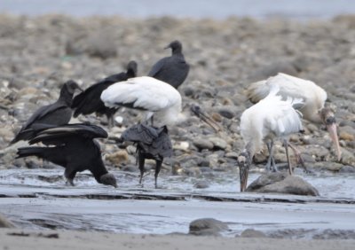 Black Vultures and Wood Storks on the beach