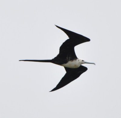 Juvenile Magnificent Frigatebird flying over the beach