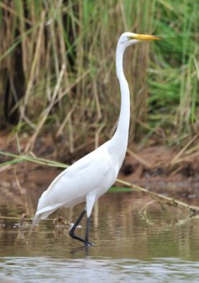 Great Egret