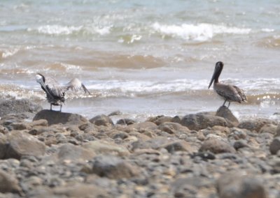 Brown Pelicans on the beach at Playa Azul, Costa Rica