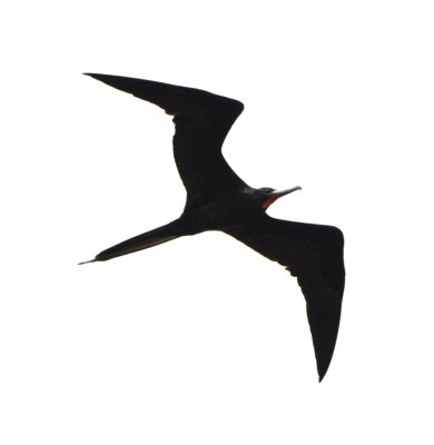 Male Magnificent Frigatebird