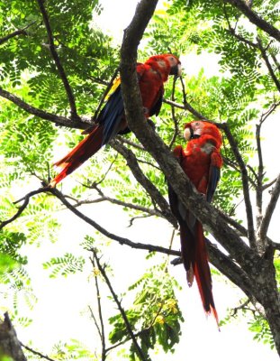 Scarlet Macaws in a tree away from the beach