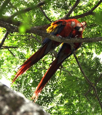 Scarlet Macaws grooming each other