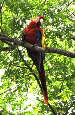 Scarlet Macaw